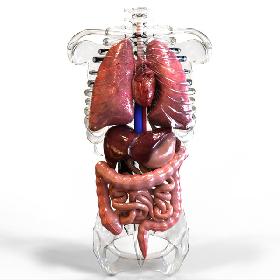 Internal Organs